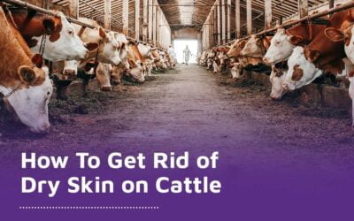 How To Get Rid of Dry Skin on Cattle