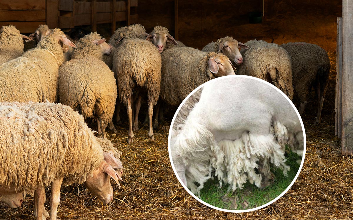 4 Things That Cause Wool To Fall off Sheep