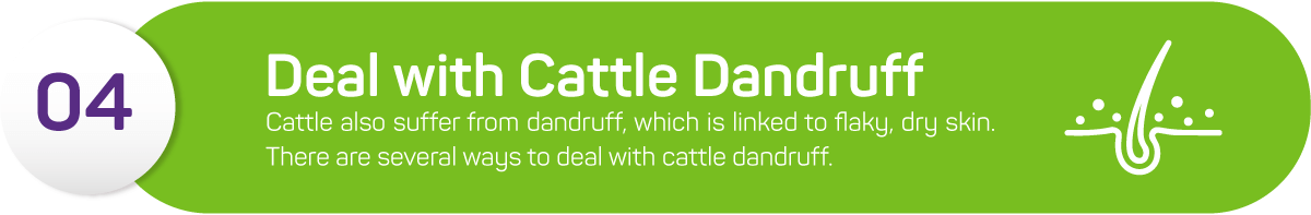 Cattle also suffer from dandruff, which is linked to flaky, dry skin. There are several ways to deal with cattle dandruff in show cows:<br />
