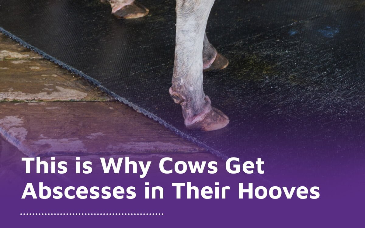 Cows get abscesses in their hooves when their hoof gets punctured by an object on the ground, or if they bruise their claw, or if a minor hoof problem is not addressed on time. Cows are more susceptible to hoof problems if their hooves are well maintained or for extended time in dirty conditions.