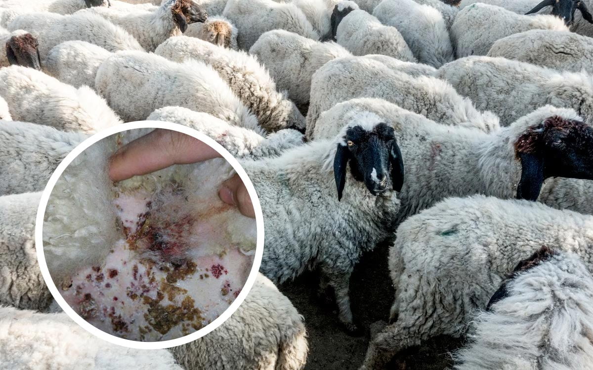 Lumpy Wool in Sheep: 6 Causes and Their Treatment