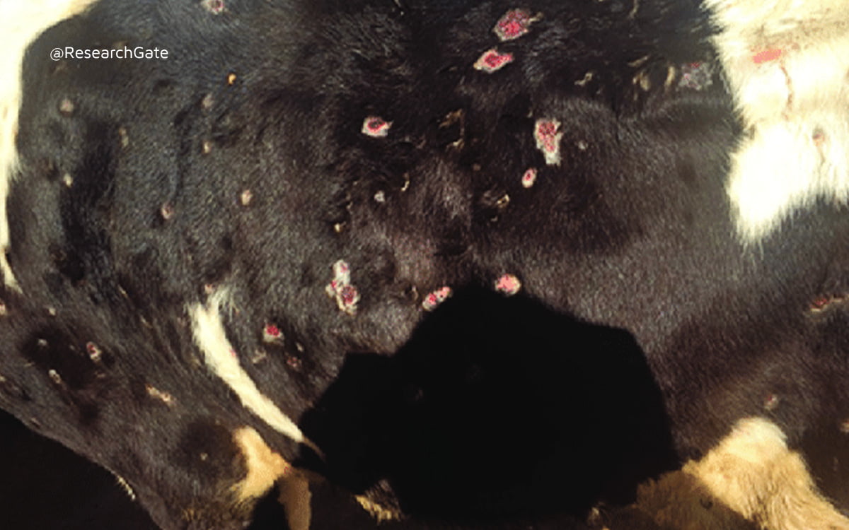 Lumpy Cow Skin Disease Treatment Explained