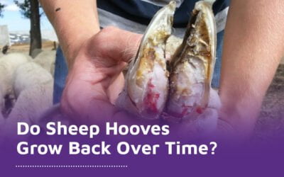 Do Sheep Hooves Grow Back Over Time?