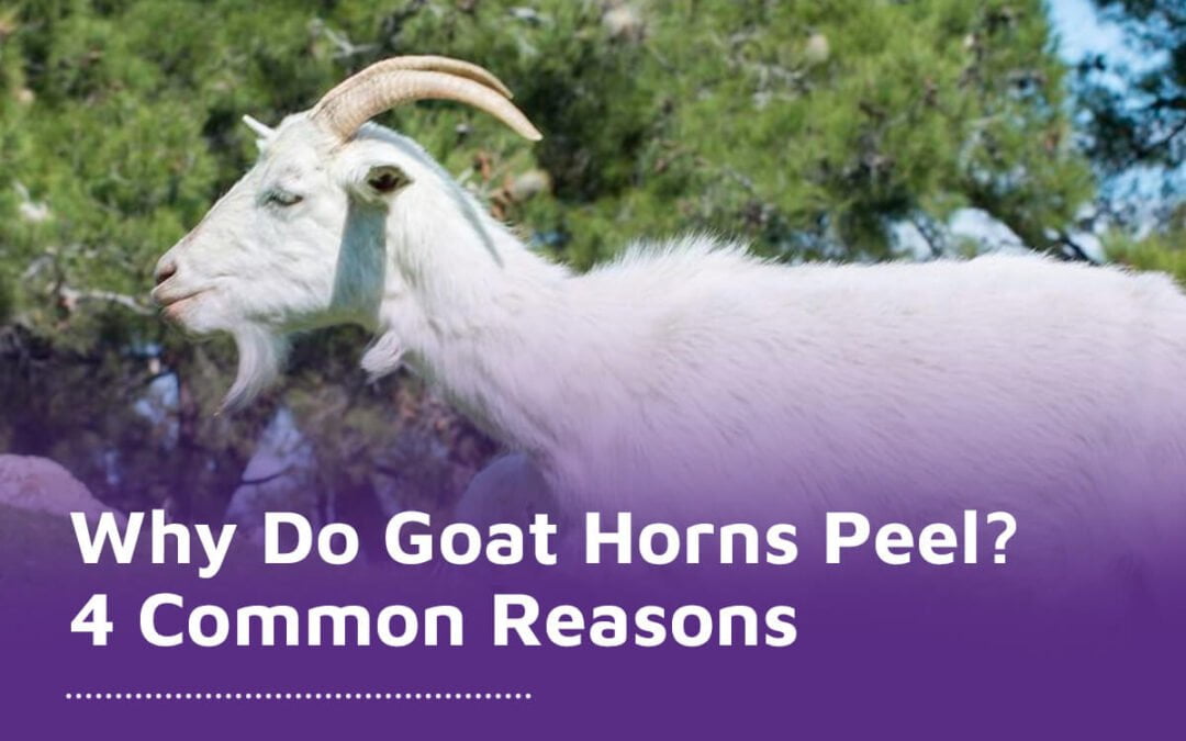 Why Do Goat Horns Peel? 4 Common Reasons