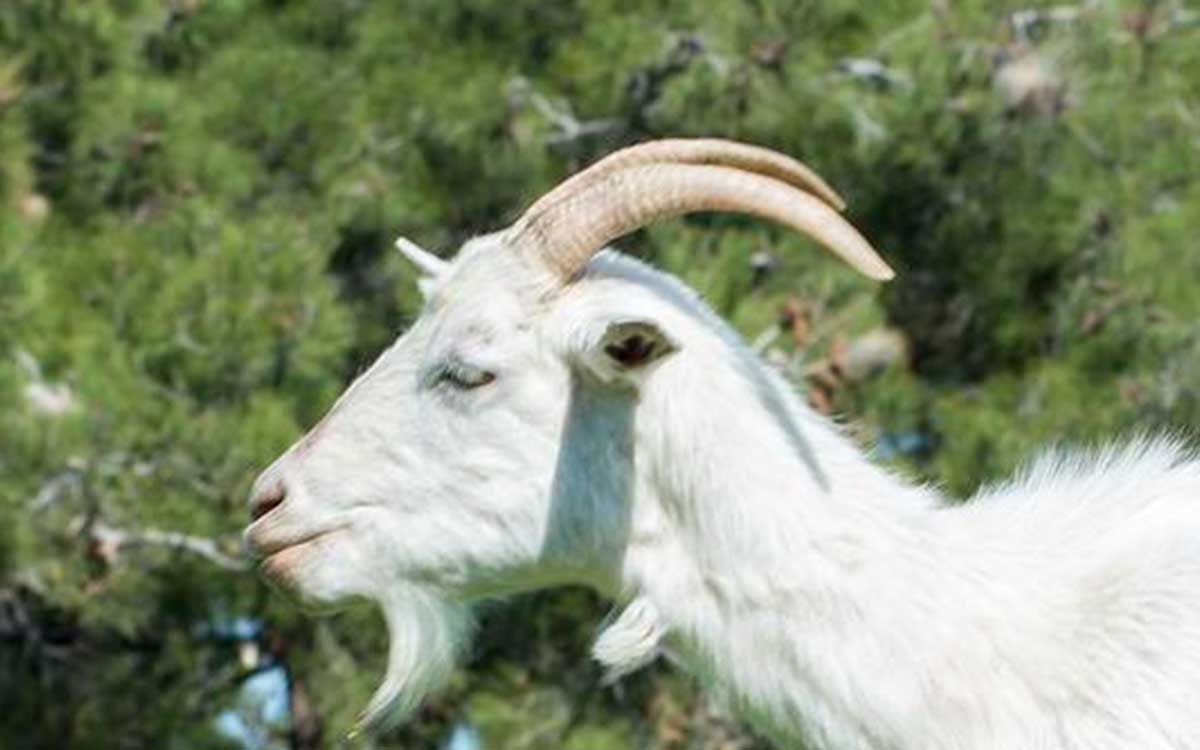 Why Do Goat Horns Peel? 4 Common Reasons