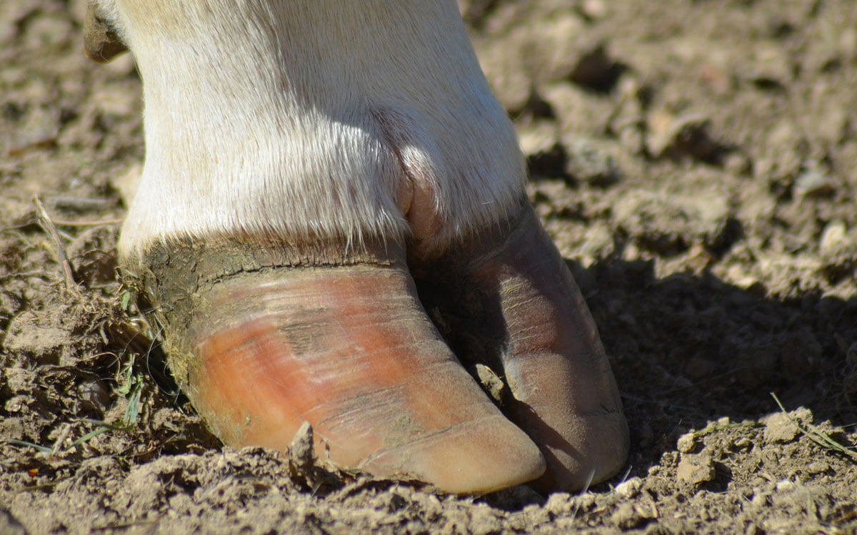 Most hoof abscesses will burst if left alone. However, it's never recommended to leave a hoof abscess unattended, and treating one professionally as soon as you spot it will give your cow the best chance of recovery.