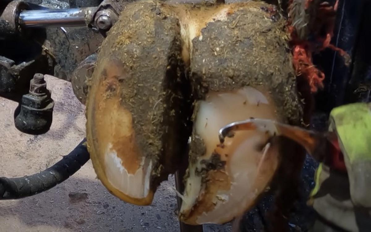 Will a Hoof Abscess Heal on Its Own