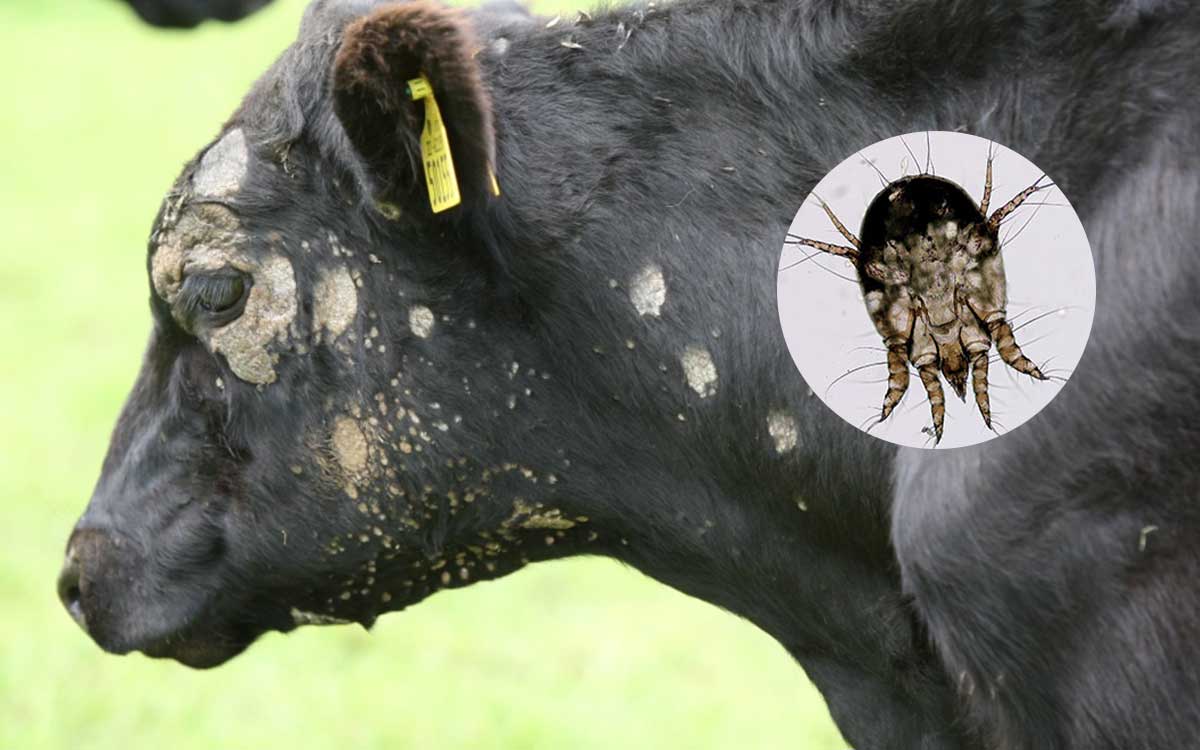 8 Common Causes of Scabs on Cows