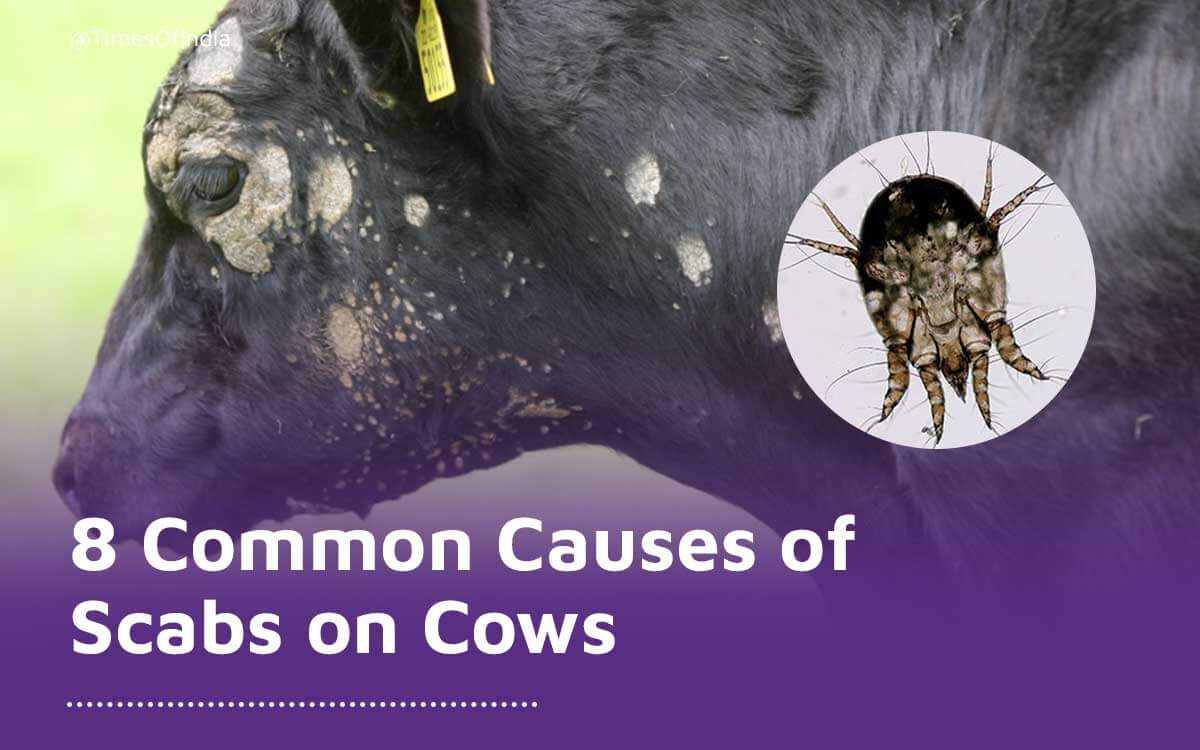 6 Common Causes of Scabs on Cows
