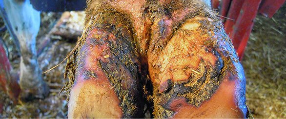 Sample of Interdigital Dermatitis on Cow Foot