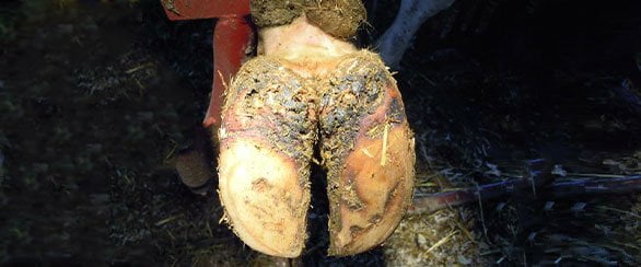 Sample of Interdigital Dermatitis on Cow Foot