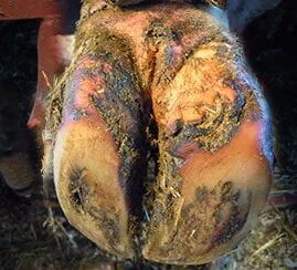 Laminitis In Cow Hooves 1