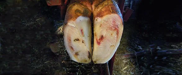 Laminitis In Cow Hooves 2
