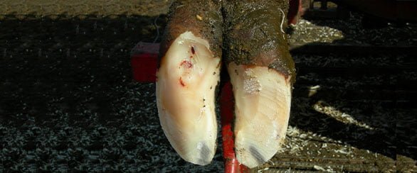 Laminitis In Cow Hooves 3