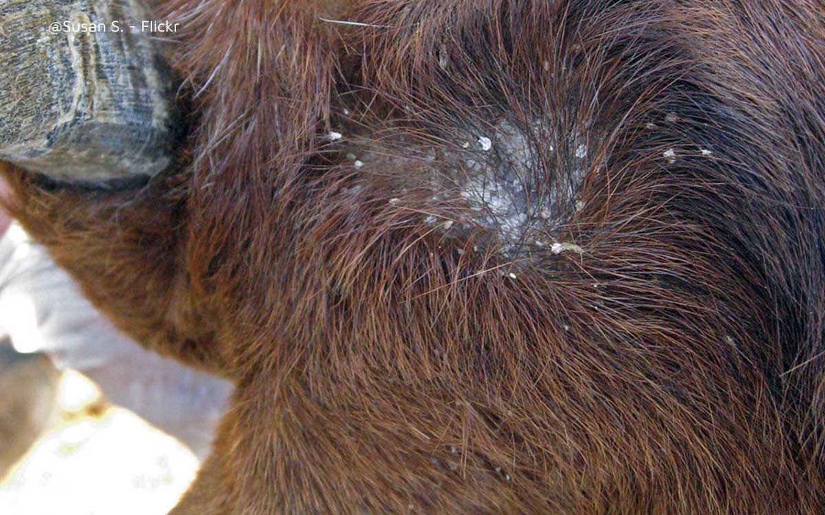 5 Simple Signs Your Goat Has Ringworm