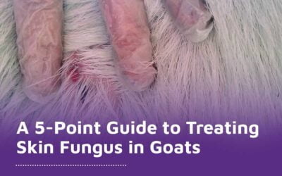 A 5-Point Guide to Treating Skin Fungus in Goats
