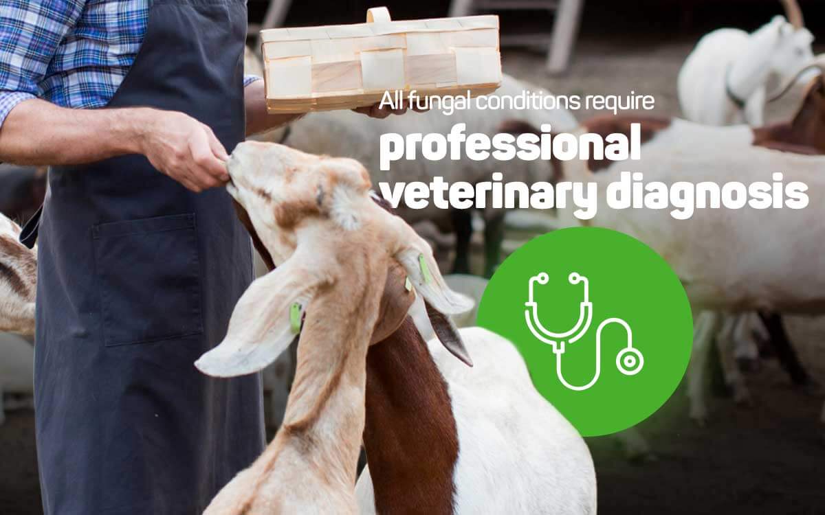 treating skin fungus in goats