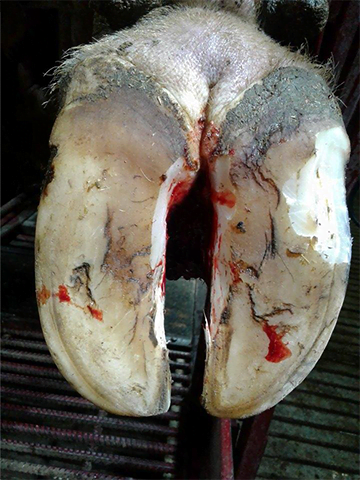 Footrot is a common infectious disease that affects the hooves of cattle.