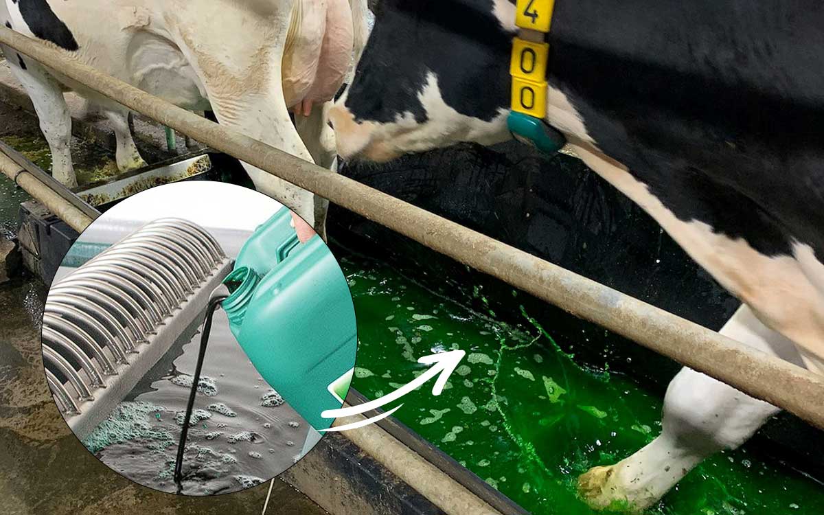 The Ultimate Guide to Choosing the Perfect Foot Bath for Your Dairy