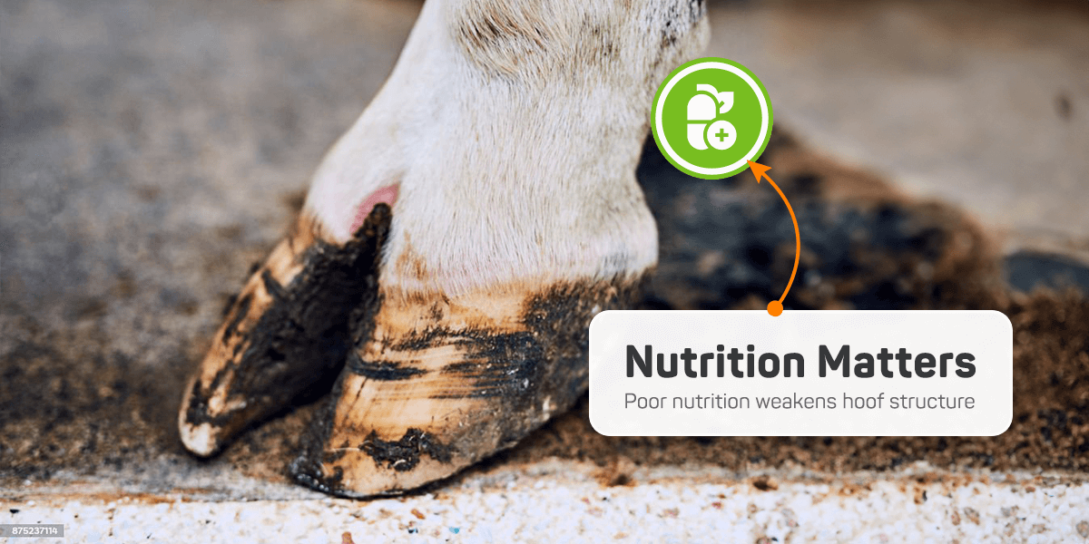 What causes hoof cracks, one of causes is poor nutrition.