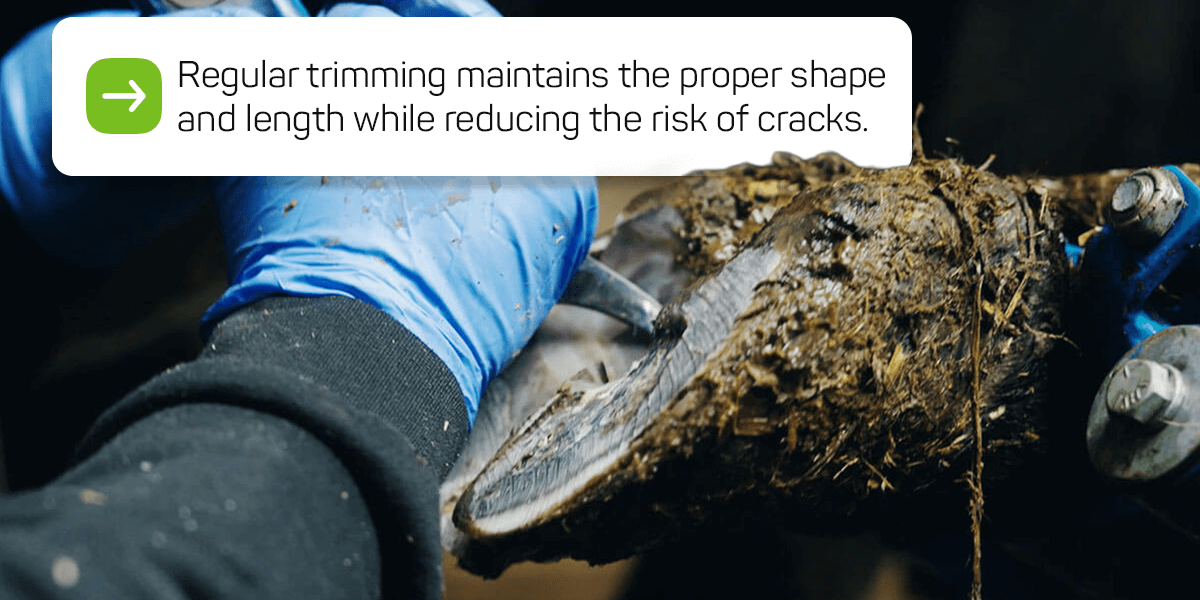 Regular trimming maintains the proper shape and length while reducing the risk of cracks.