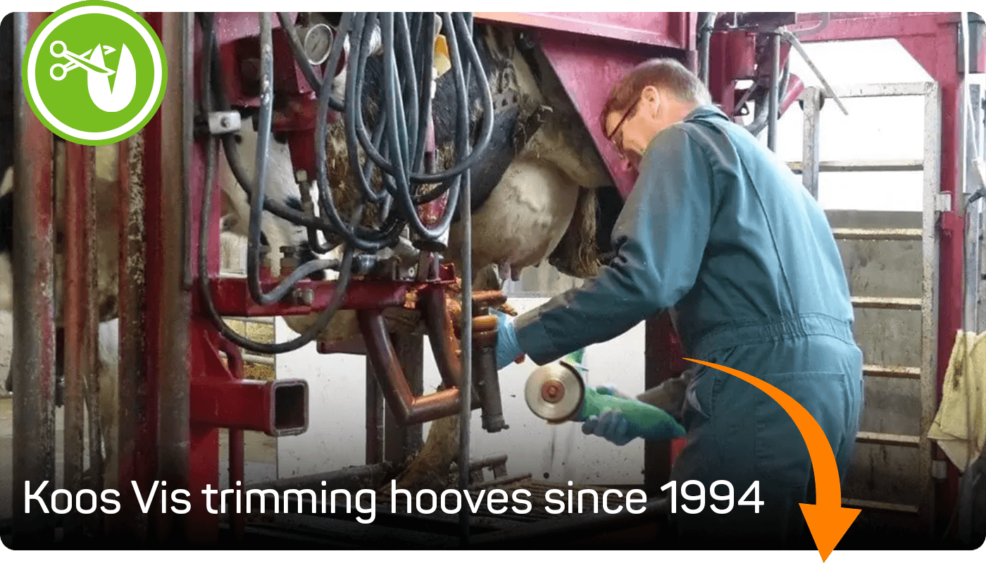 Koos Vis trimming cow hooves since 1994 in Canada