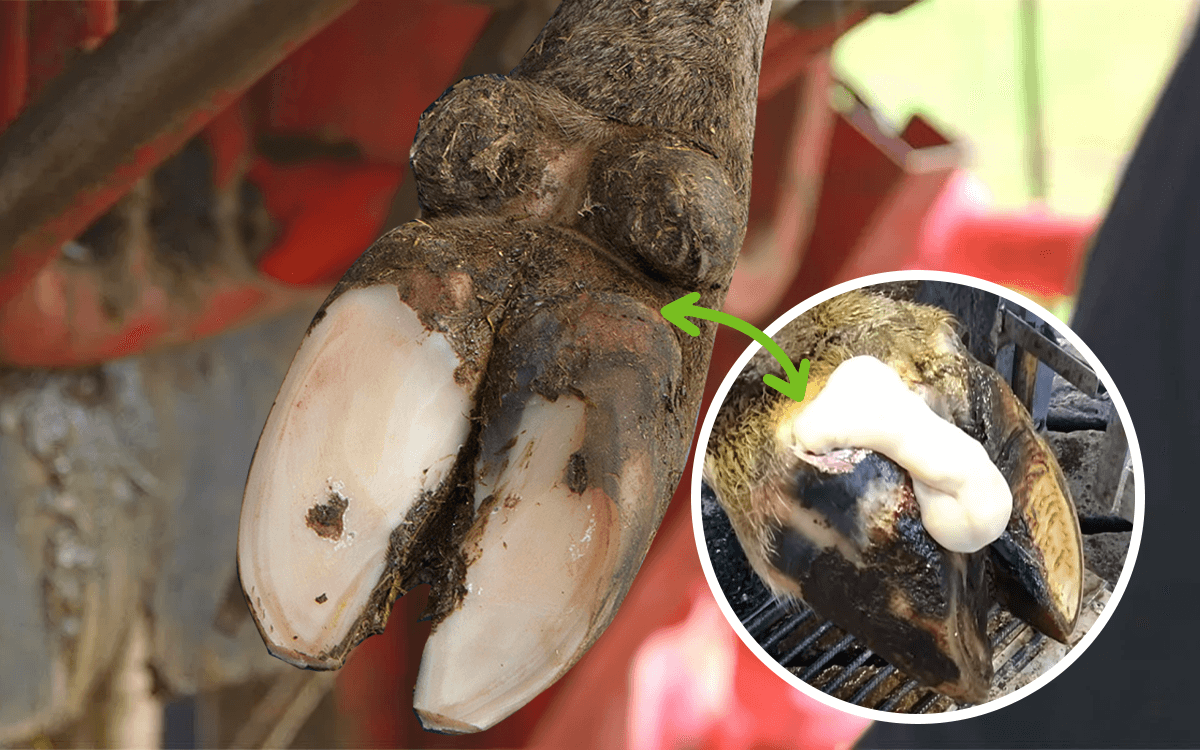 This is Why Cows Get Abscesses in Their Hooves