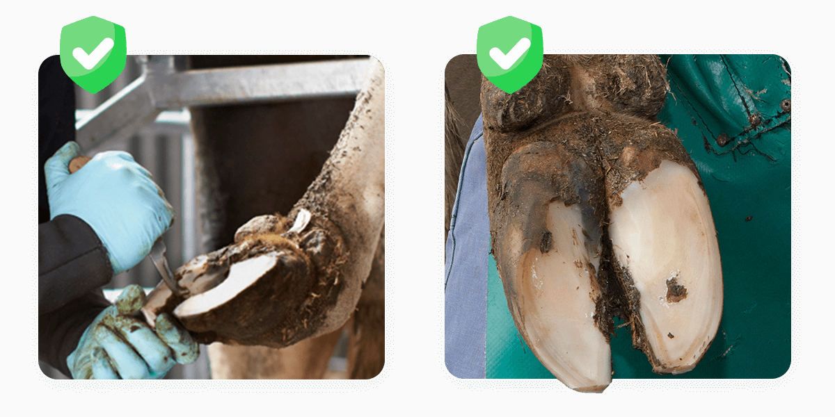 Importance of Professional Bovine Hoof Trimming Services