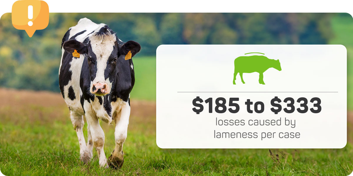 Result in losses caused by lameness