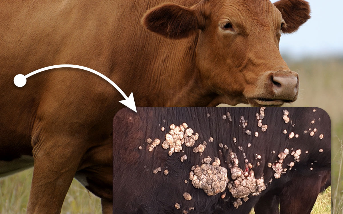 Understanding and Treating Warts in Cattle