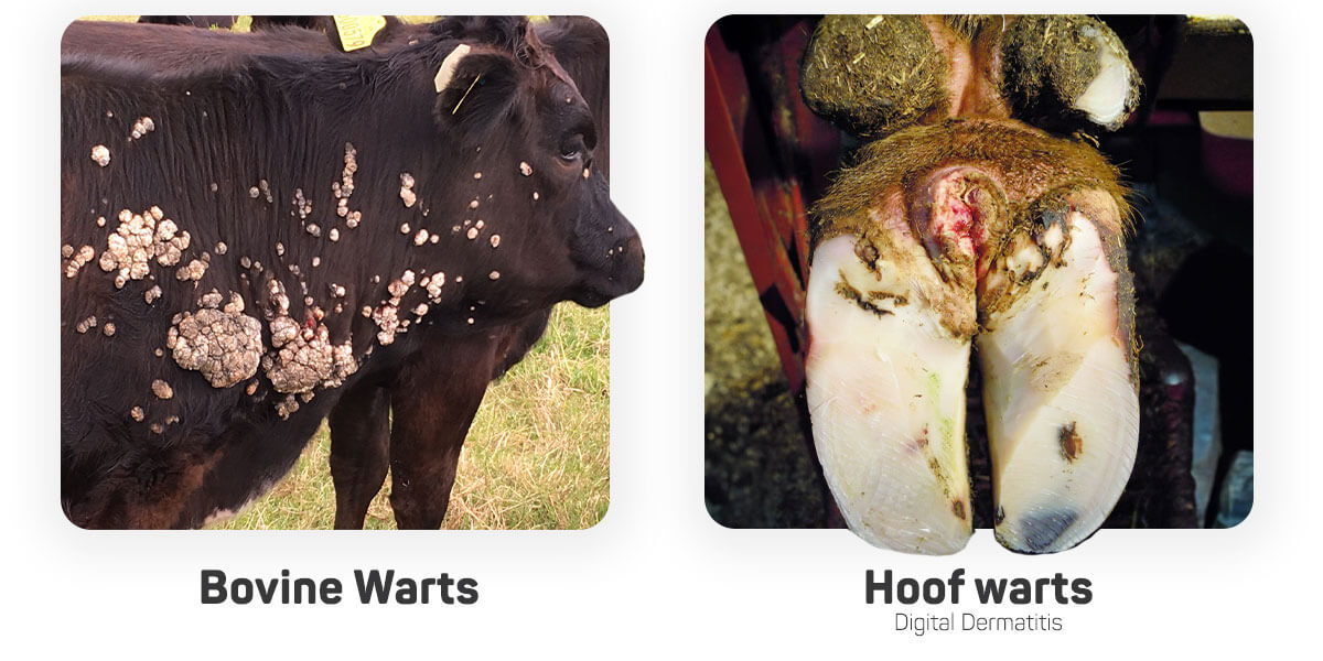 Bovine Wars and Hoof Warts difference.