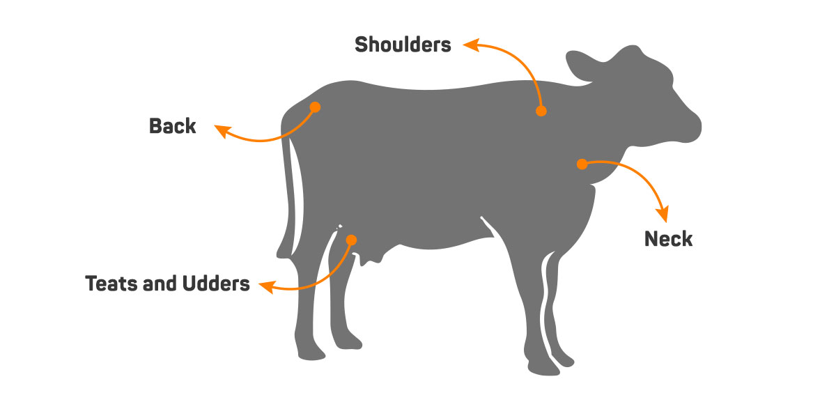 Bovine Warts most common locations on a Cow explained.