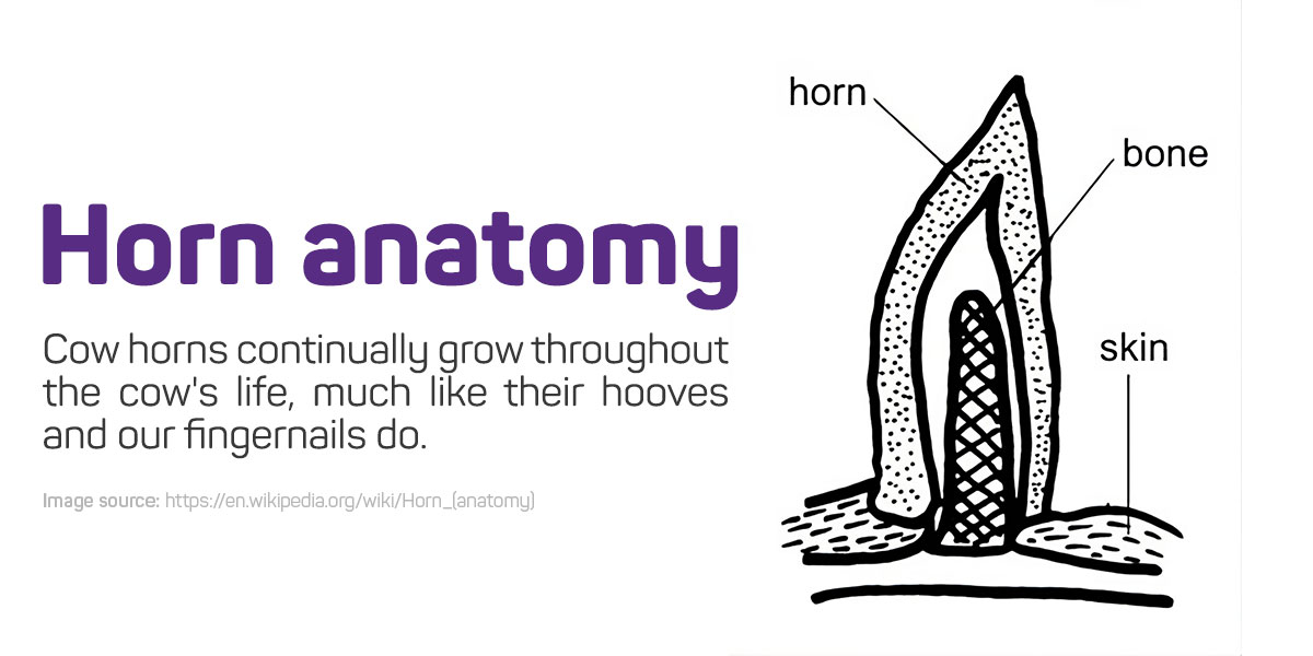 Anatomy of Cow's horn