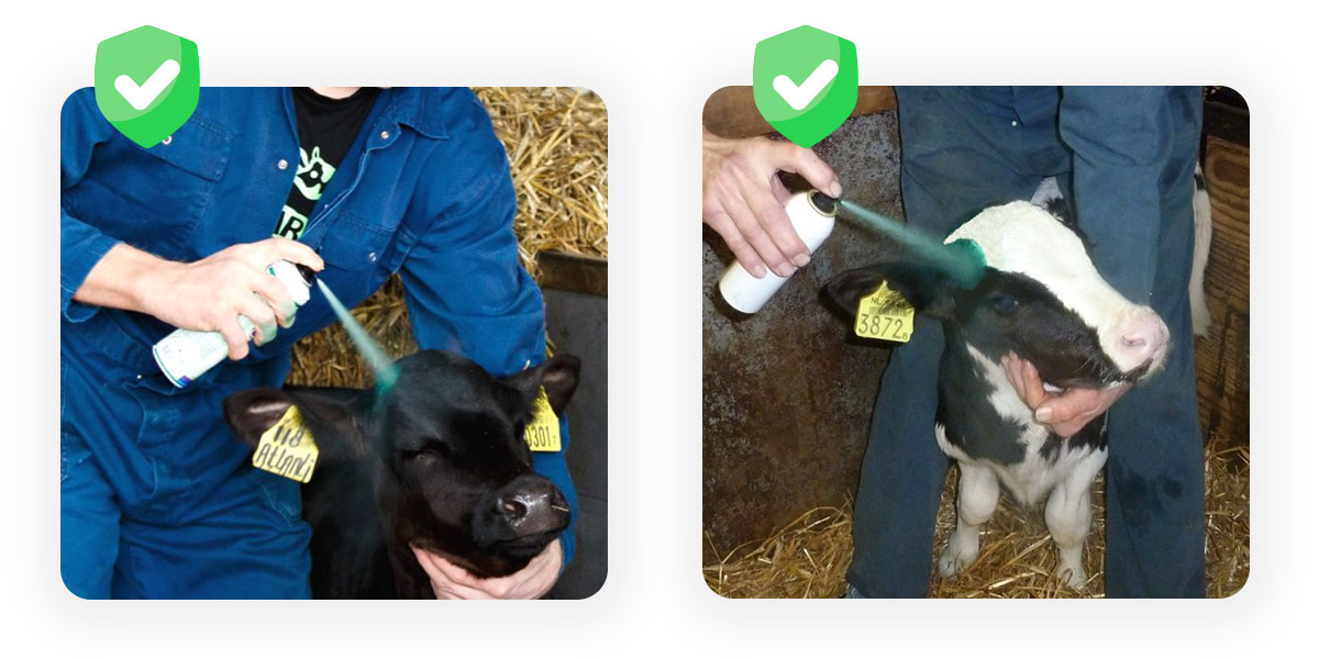 Dehorning process followed by spraying with Repiderma.