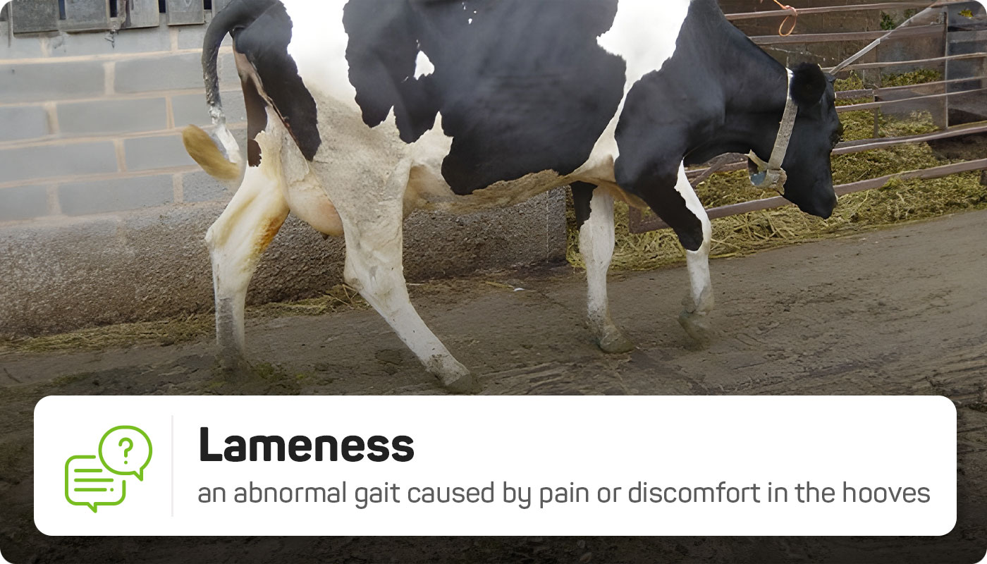 what is lameness in cows