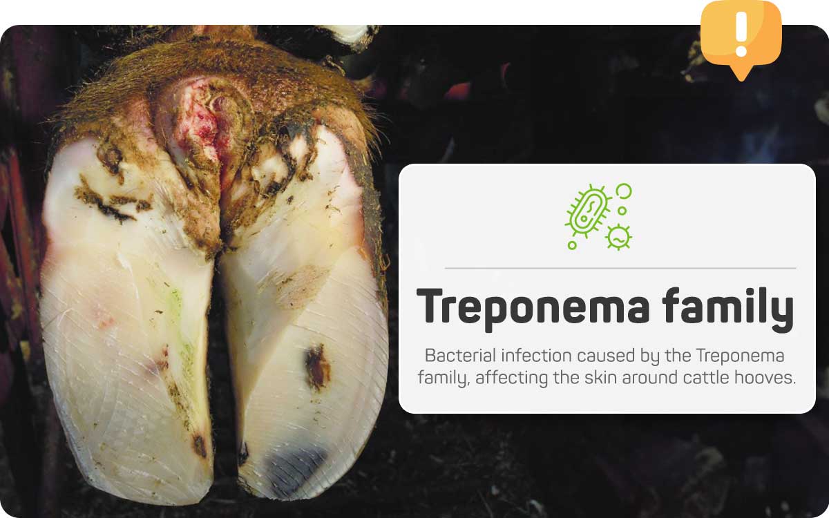 Hairy Heel Warts are a highly contagious bacterial infection caused by the Treponema family, affecting the skin around cattle hooves.