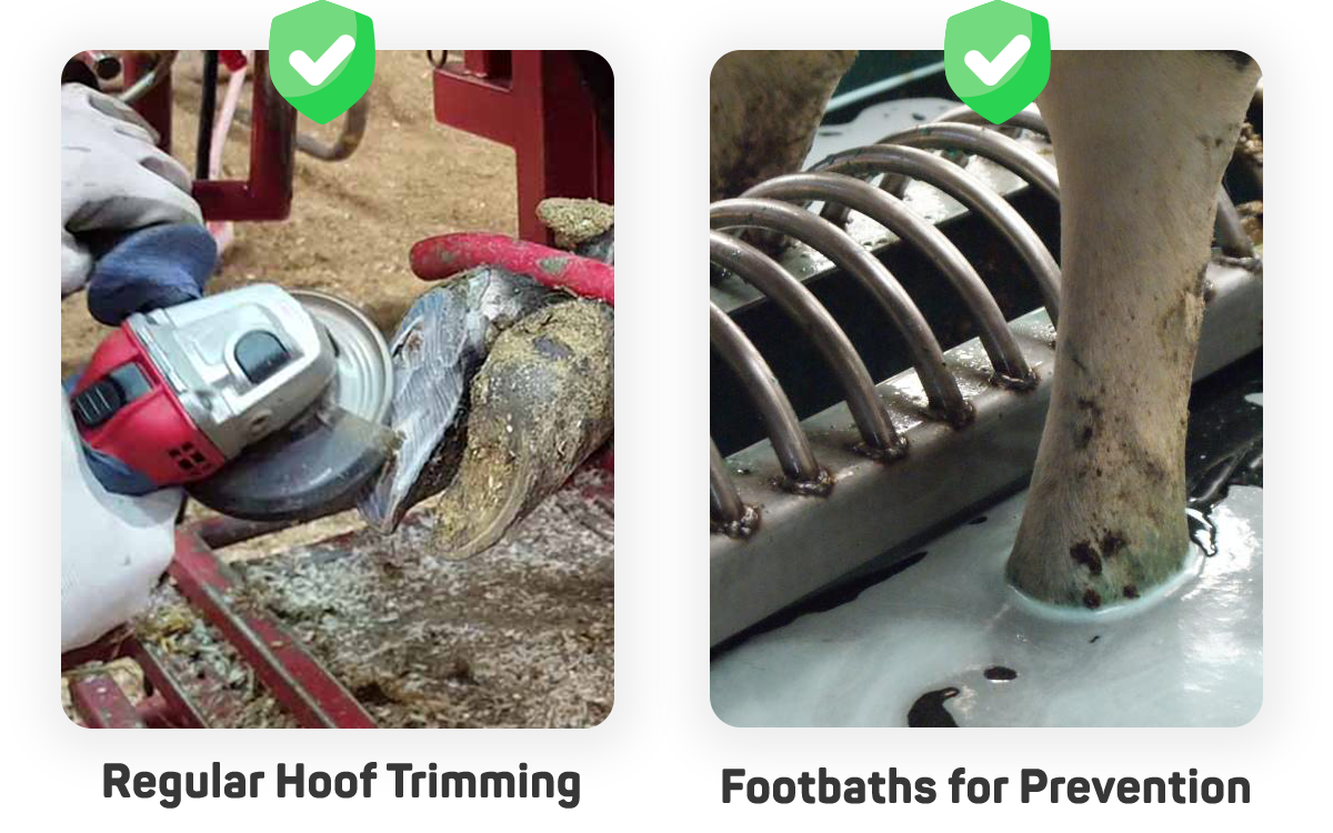 Regular hoof trimming is essential for preventing Hairy Heel Warts.