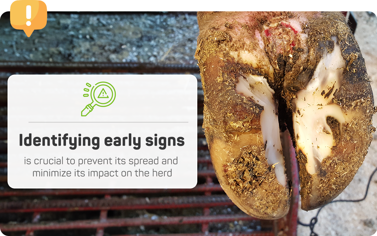 Identifying the early signs of Hairy Heel Warts is crucial to prevent its spread and minimize its impact on the herd.