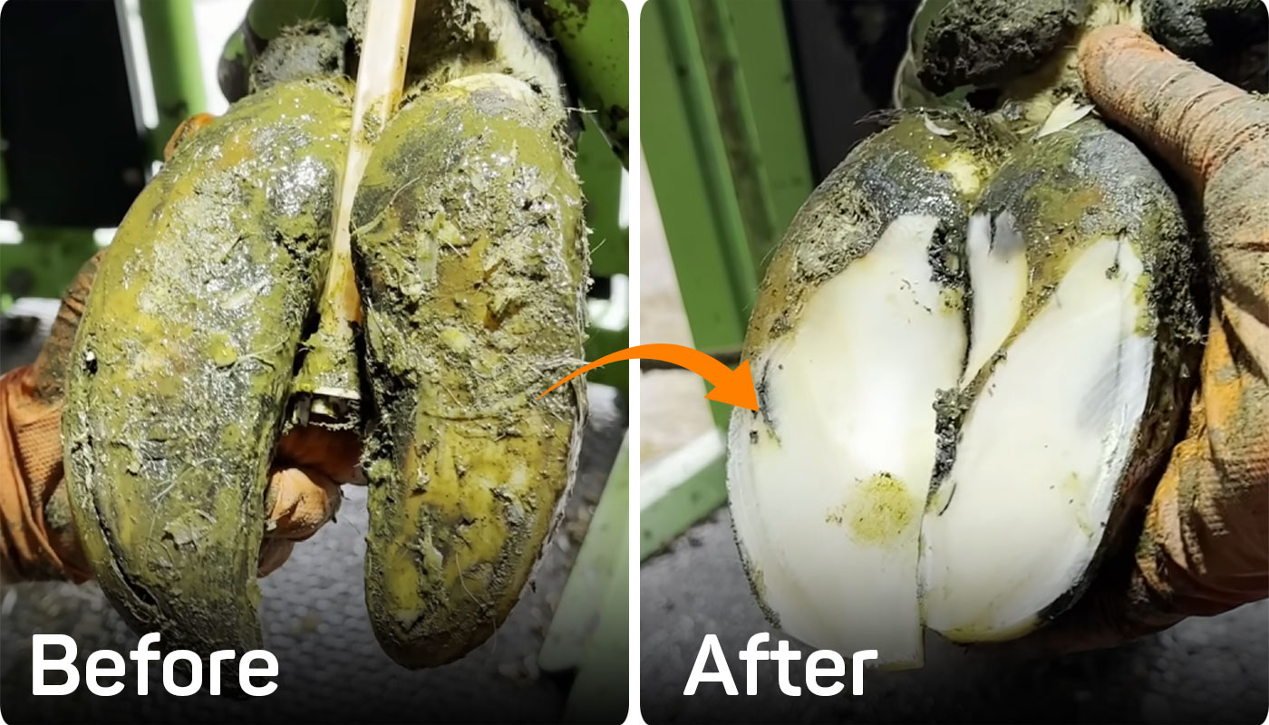 Hoof Trimming before and after