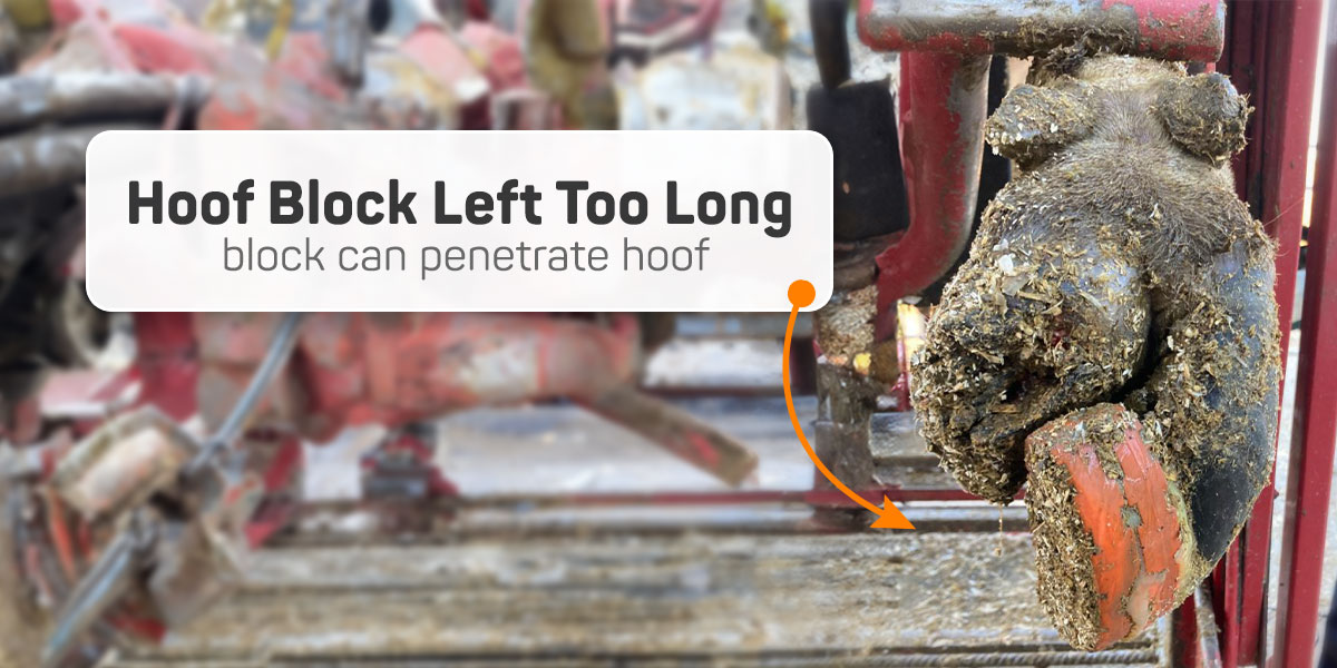 If a hoof block is left on too long or is wearing wrong, the block itself or its glue can penetrate the hoof and cause significant damage.