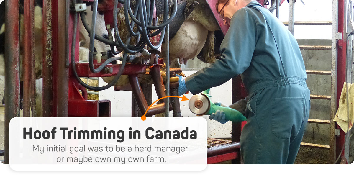 Hoof Trimming in Canada.