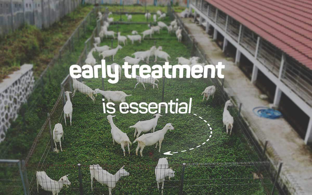 Treating skin fungus in goats requires a systematic 5-point approach.