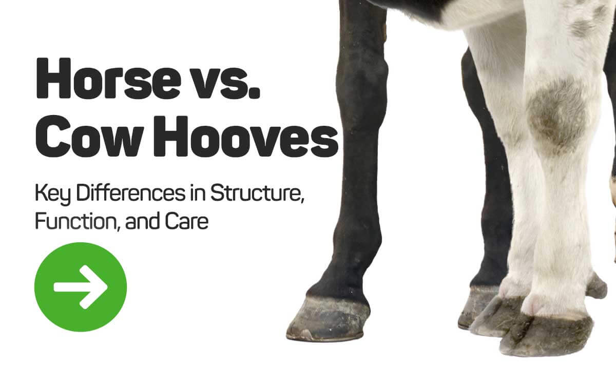 Horse vs Cow hooves