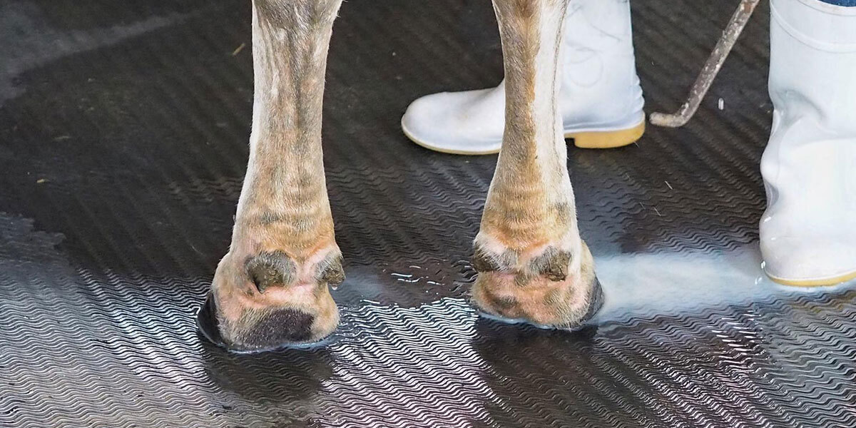 Hoof-Lesions-in-Cattle-A-Farmers-Guide-to-Healthier-Herds