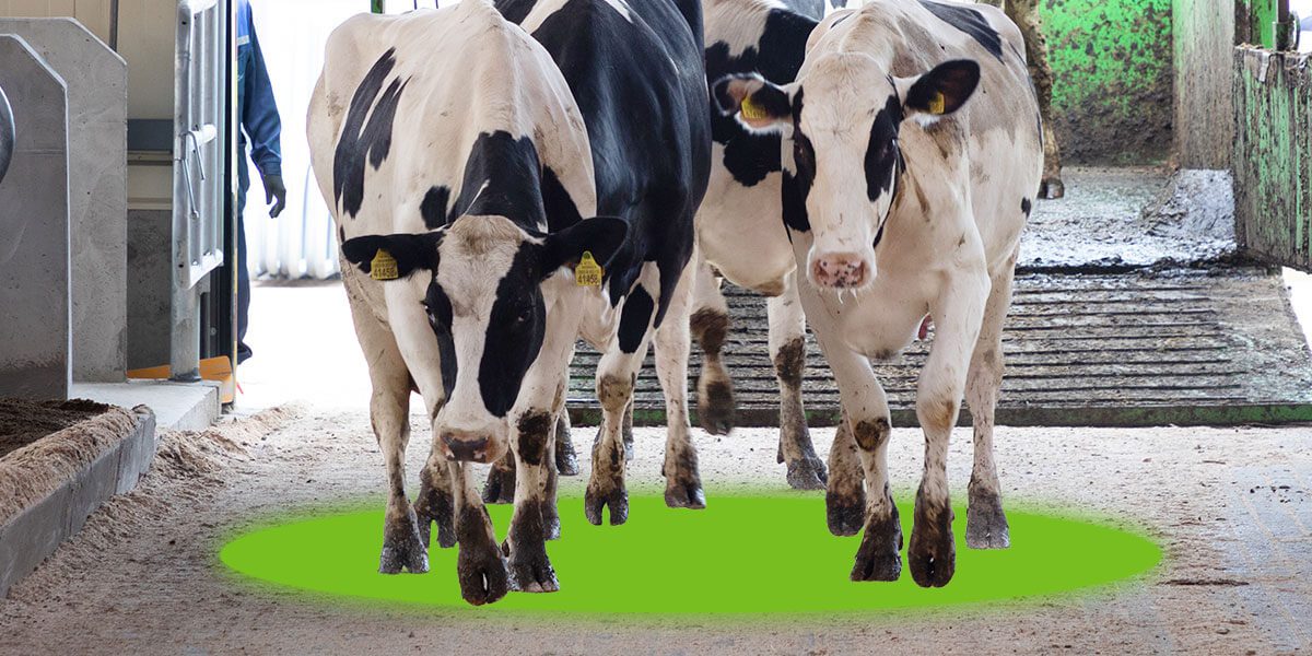 How to Clean Cow Hooves: Practical Steps, Hoof Cleaner Alternatives, and Barn Hygiene