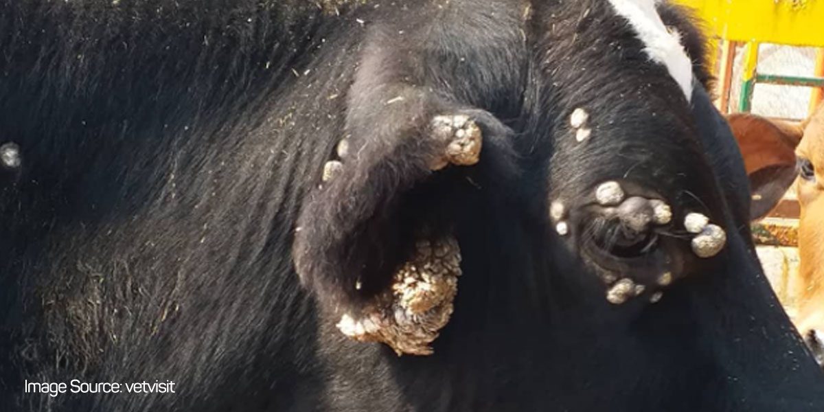 Close-up of BPV-1 fibropapilloma warts on cow's head caused by bovine papillomavirus