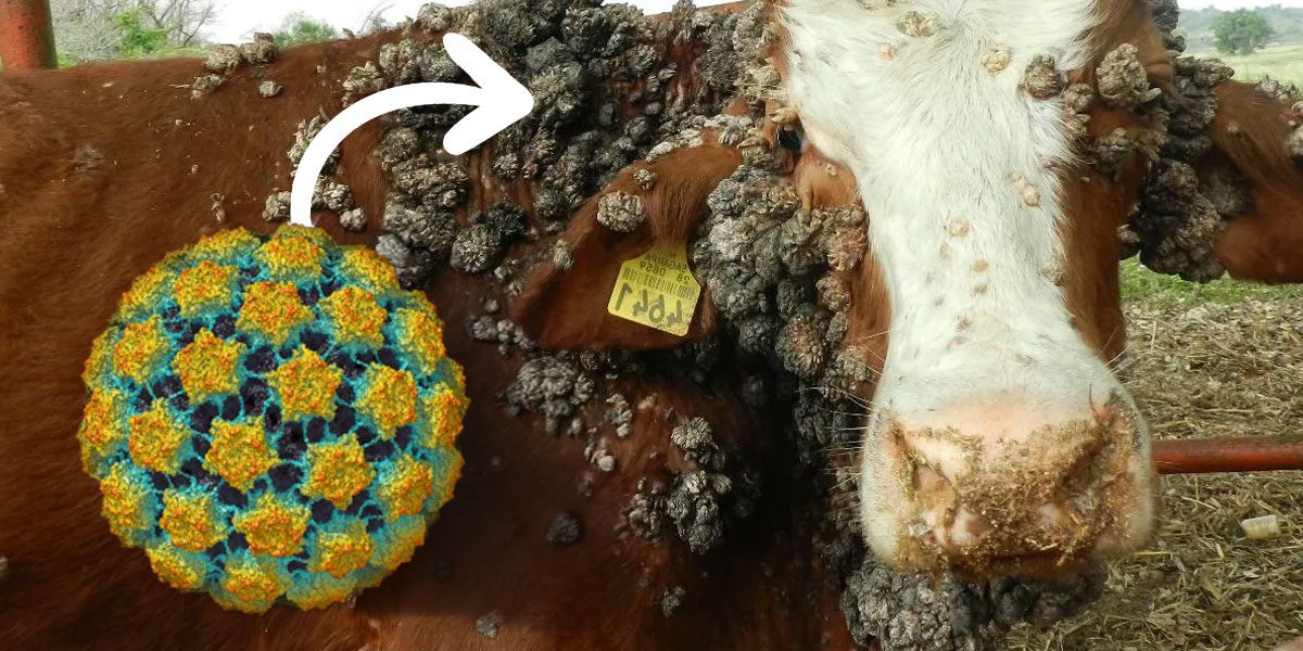 Bovine papillomavirus warts on cattle neck showing characteristic cauliflower growth pattern